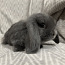 Породистый карликовый баран кролик (фото #2)