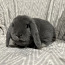 Породистый карликовый баран кролик (фото #3)