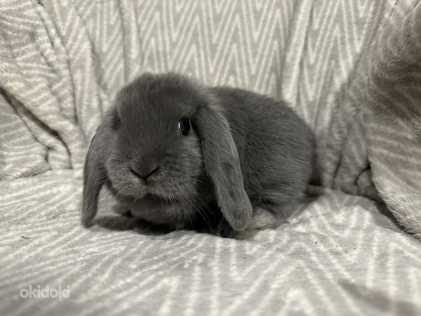 Породистый карликовый баран кролик (фото #3)