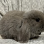 Породистый карликовый баран кролик (фото #4)