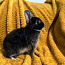 Мальчик родословная горностайный кролик (фото #5)