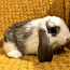 Продам породистого привитого карликового барана кролика (фото #2)