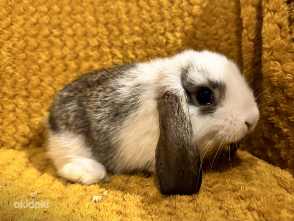 Продам породистого привитого карликового барана кролика (фото #2)