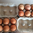 Продаются куриные яйца (фото #1)