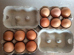 Продаются куриные яйца