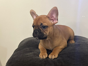 Prantsuse Bulldogi kutsikad (3 foto / 5)