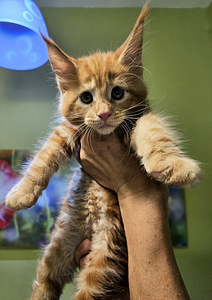 Maine Coon kassipojad