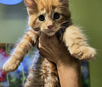Maine Coon kassipojad
