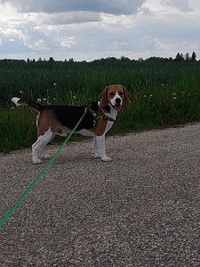 Beagle "Sam" heades kätes (1 foto / 4)