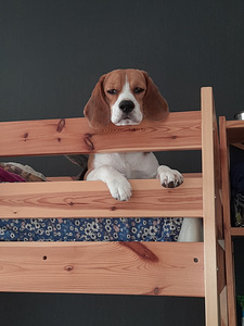 Beagle "Sam" heades kätes (2 foto / 4)