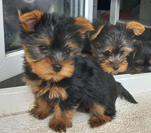 Yorkie kutsikad (3 foto / 3)