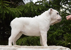 Inglise buldogi kutsikad (4 foto / 10)