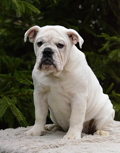 Inglise buldogi kutsikad (1 foto / 10)