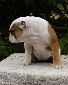 Inglise buldogi kutsikad (8 foto / 10)
