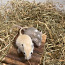 Монгольские песчаные мышата (фото #3)