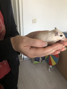 Монгольские Песчанные Мышата (2 foto / 4)