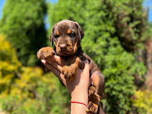 Dobermani kutsikad (4 foto / 10)