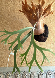 Platycerium Willicnkii (1 foto / 2)