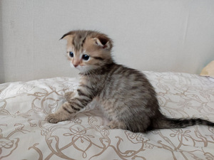 Котята шотландской породы (3 фото из 10)