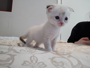Котята шотландской породы (4 фото из 10)