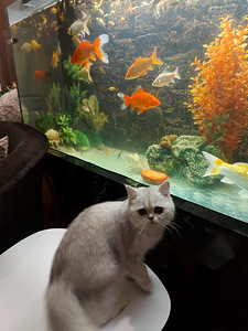 Котята шотландской породы (10 фото из 10)