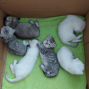 Шотландские котята (3 фото из 10)