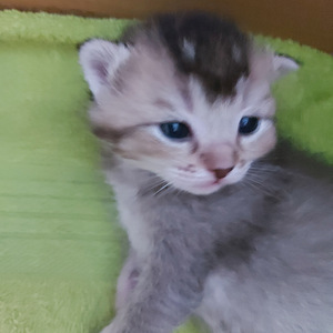 Шотландские котята (5 фото из 10)