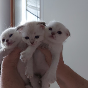Шотландские котята (5 фото из 10)