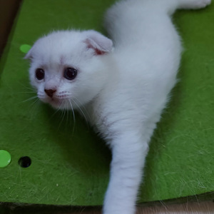 Шотландские котята (4 фото из 10)