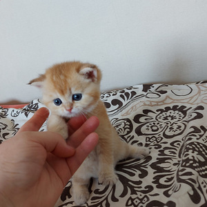 Шотландские котята (5 фото из 10)