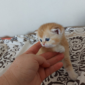 Шотландские котята (6 фото из 10)