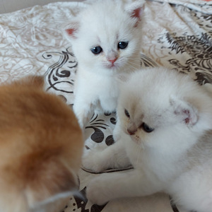 Шотландские котята (8 фото из 10)