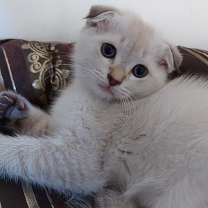 Шотландский котенок (1 фото из 8)