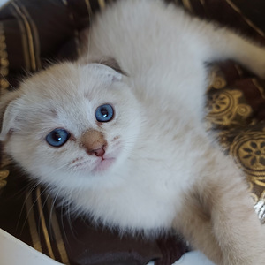 Шотландский котенок (2 фото из 8)