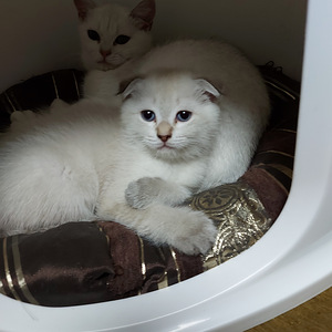 Шотландский котенок (5 фото из 8)