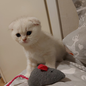 Шотландский котенок (2 фото из 10)