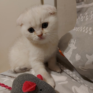 Шотландский котенок (7 фото из 10)