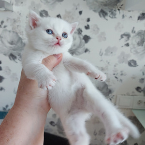 Шотландский котенок (1 фото из 10)
