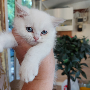 Шотландский котенок (2 фото из 10)