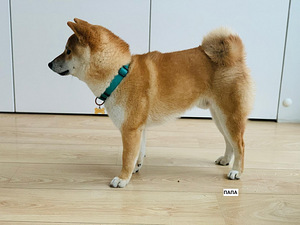 Shiba Inu kutsikas (4 foto / 5)