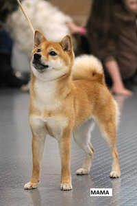 Shiba Inu kutsikas (5 foto / 5)