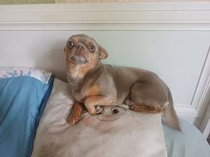 Chihuahua isane otsib pruuti (1 foto / 2)