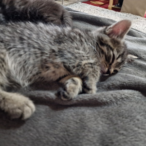 Котята (2 фото из 2)