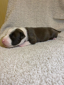 AMEERIKA STAFFORDSHIRE TERRIER (5 foto / 8)