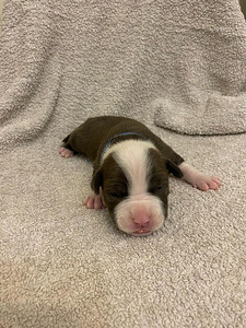 AMEERIKA STAFFORDSHIRE TERRIER (7 foto / 8)