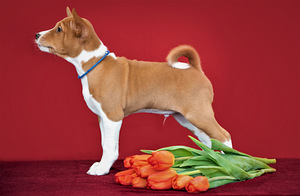 Basenji (2 foto no 4)