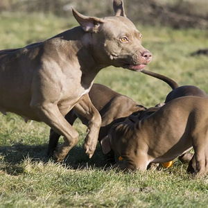 Американский питбультерьер/ ameerika pitbullterjer (7 фото из 10)