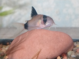 Sägalased - Panda corydoras (1 foto / 1)