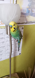 Mul on müüa paar lainelist papagoid. (7 foto / 10)