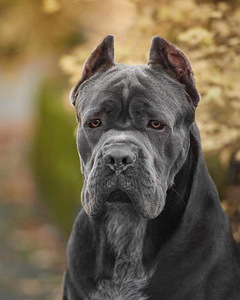 Cane Corso / Кане Корсо (2 фото из 8)